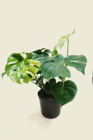 Monstera Deliciosa