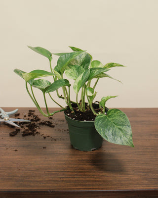 Pothos Marble Queen