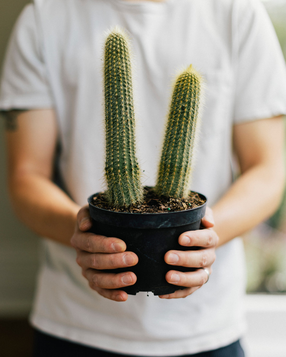 Green Rabbit | Raleigh Plant Shop | Houseplants - In-Store & Delivery