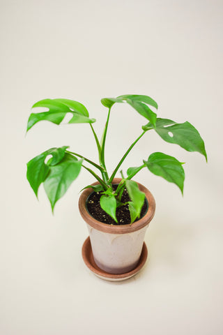 Rhaphidophora Tetrasperma 'Little Ginny'