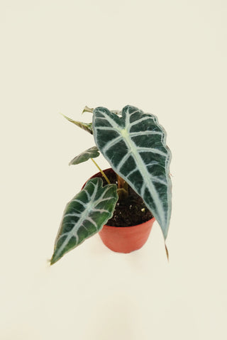 Alocasia Amazonica Polly