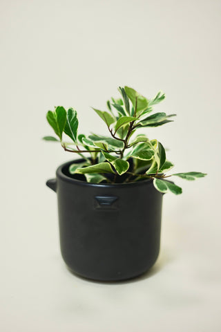 Ficus Triangularis Variegated