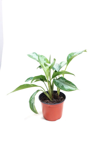 Aglaonema Silver Bay