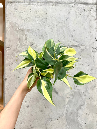 Philodendron Cream Splash