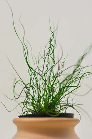 Juncus 'Spiralis Twister' (Corkscrew Plant)