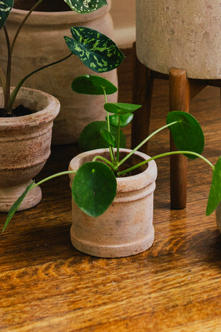 Celene Pot