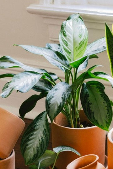 aglaonema commutatum silver bay Aglaonema Silver Bay – Green Rabbit