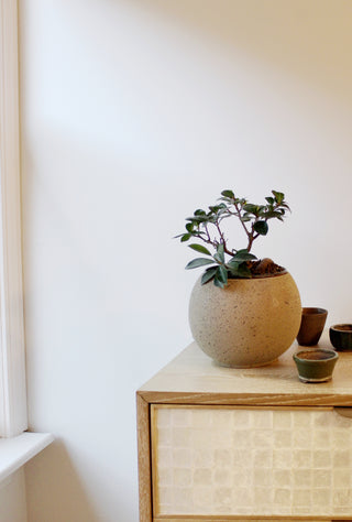 Ficus Ginseng Bonsai