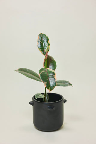 Ficus Ruby