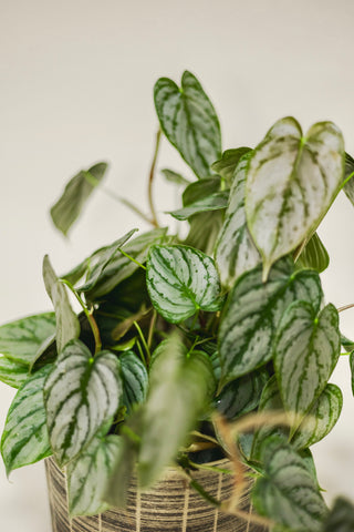 Philodendron Brandtianum