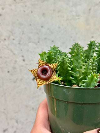 Huernia Zebrina "Lifesaver"