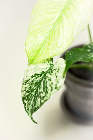 Monstera 'Mint'