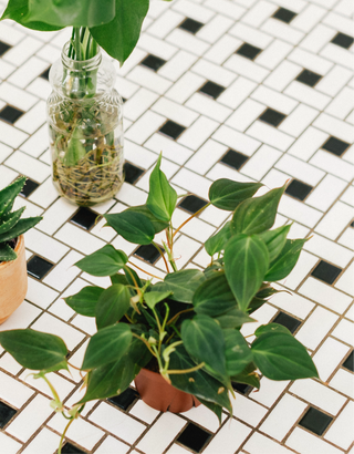 Philodendron Micans