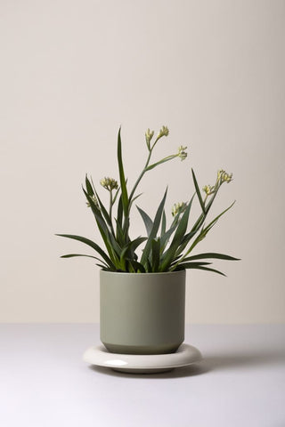Lily Glazed Saucer