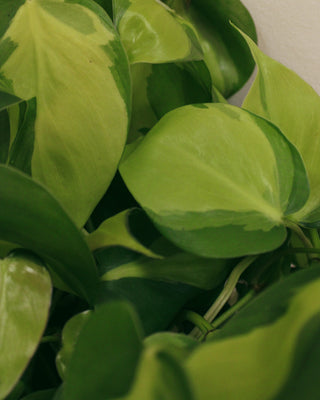 Philodendron Brasil