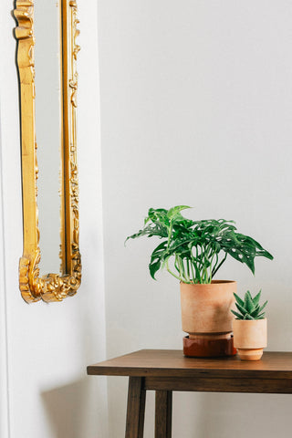 Monstera Swiss Cheese Adansonii