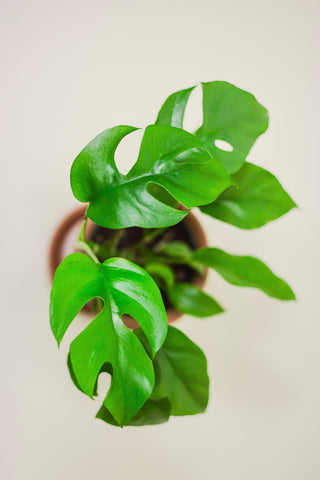 Rhaphidophora Tetrasperma 'Little Ginny'