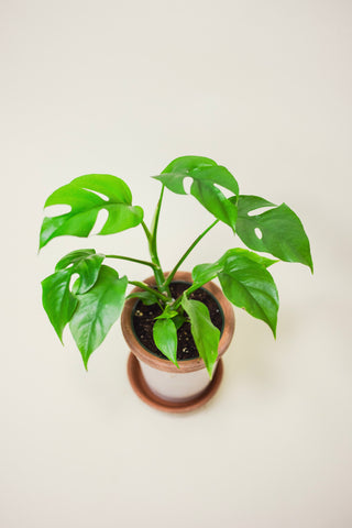 Rhaphidophora Tetrasperma 'Little Ginny'