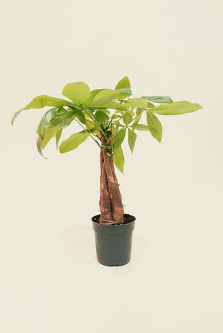 Money Tree