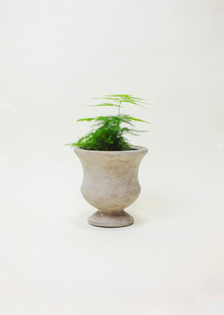 Asparagus Fern Plumosa