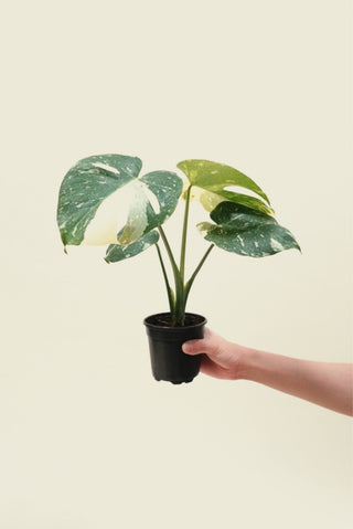 thai con monstera Monstera Thai Con – Green Rabbit