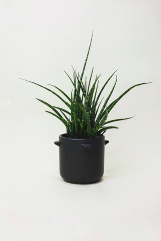 Sansevieria Fernwood