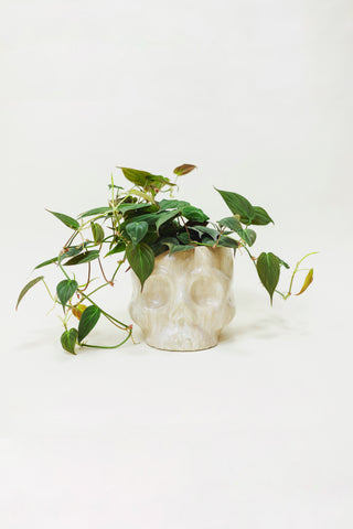 Skull Cover Pot