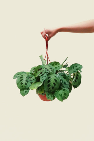 Maranta Green