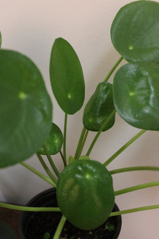 Pilea Peperomioides