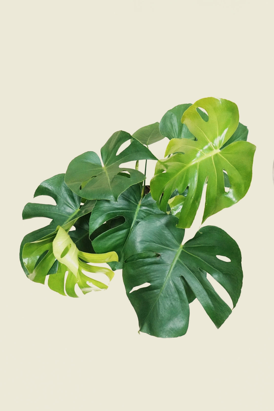 monstera green Monstera Deliciosa