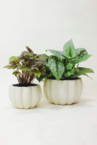 Spiced Pumpkin Pot