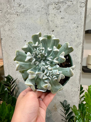Echeveria "Topsy Turvy"