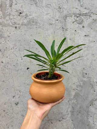 Madagascar Palm