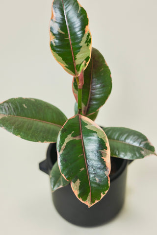 Ficus Ruby