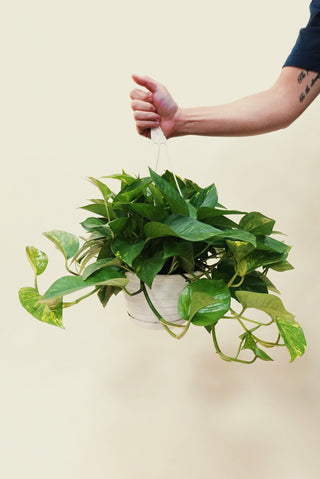 Pothos Hawaiian