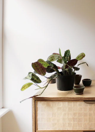 Maranta Red