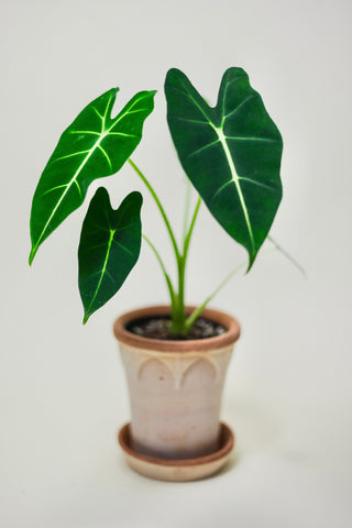 Alocasia 'Frydek'