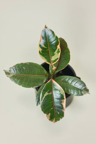 Ficus Ruby