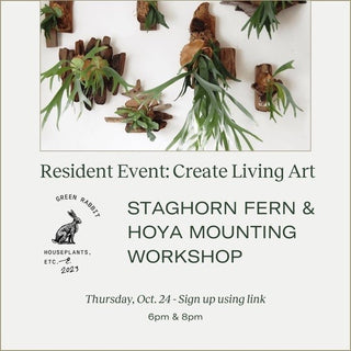Staghorn Fern & Hoya Mounting Workshop (The Eastern Residents)
