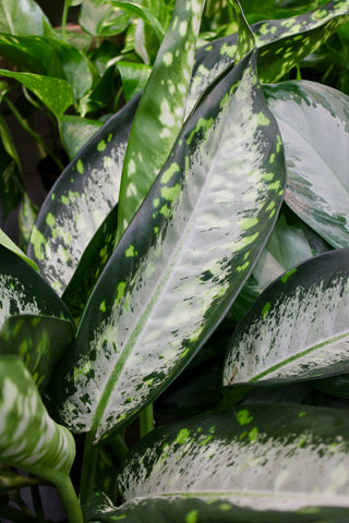 Aglaonema Jubilee