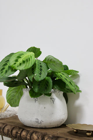 Maranta Lemon Lime