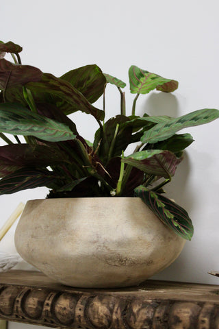 Cora pot