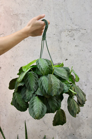 Maranta Silver Band