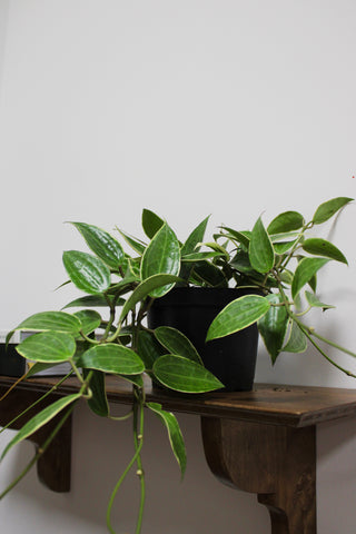 Hoya Macrophylla Variegated