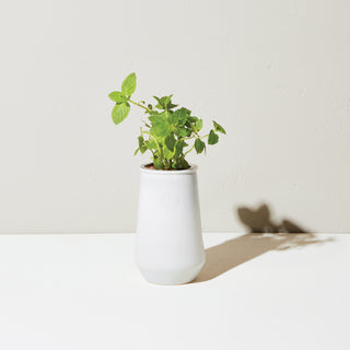 Tapered Tumbler - Mint