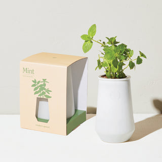 Tapered Tumbler - Mint