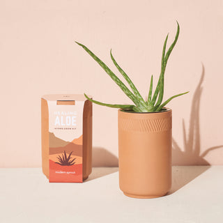 Terracotta Kit - Aloe
