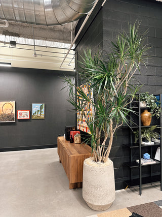 Modern interior with a large, modern and tall dracaena potted plant, wooden bench, and wall art.