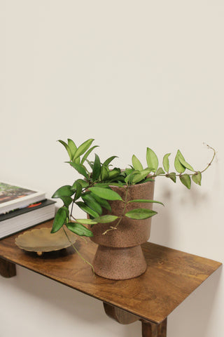 Hoya Rosita