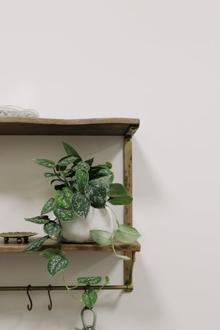 Pothos Silvery Ann